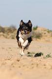 BORDER COLLIE 402